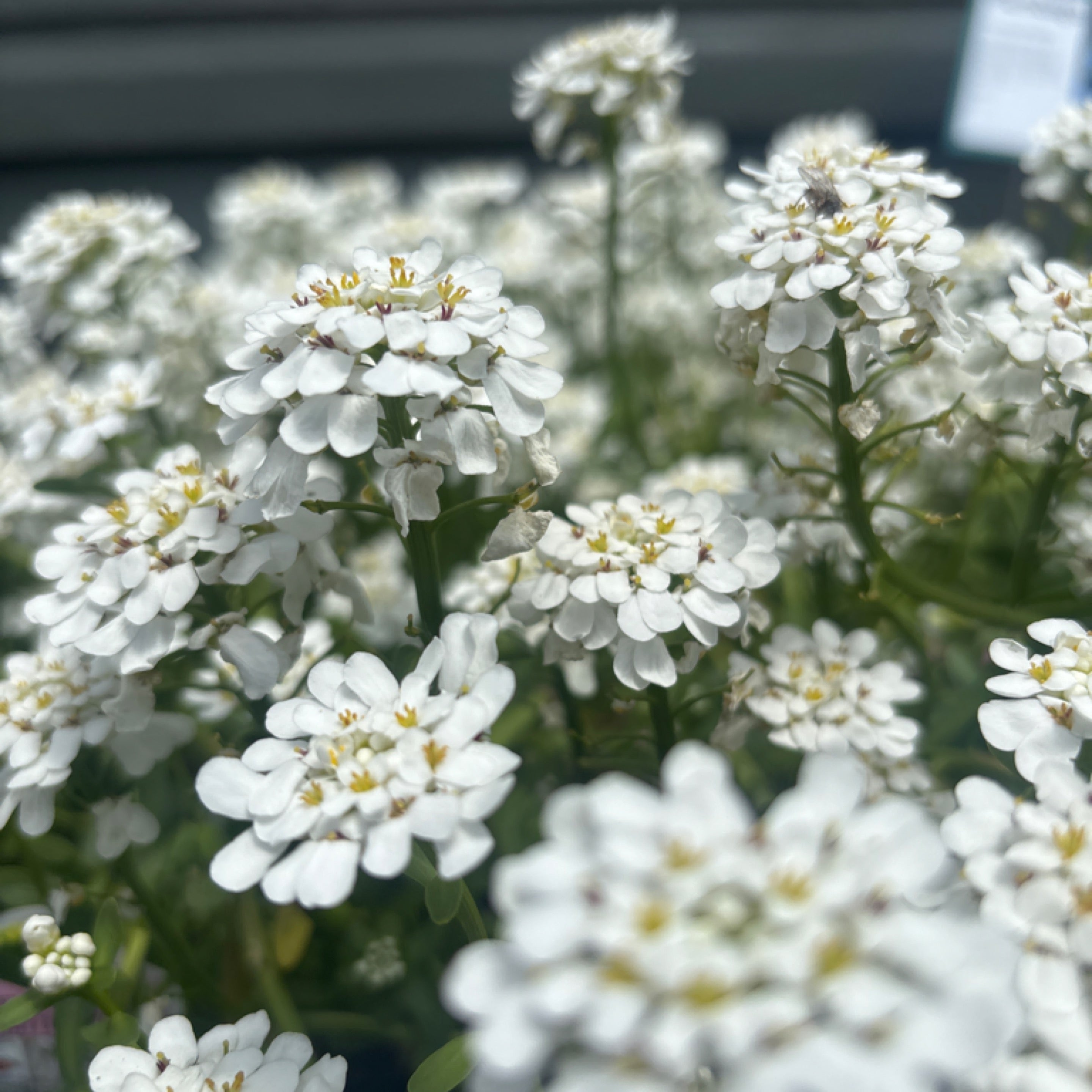 Candytuft, Alexander's White | Modern Homestead Home + Garden