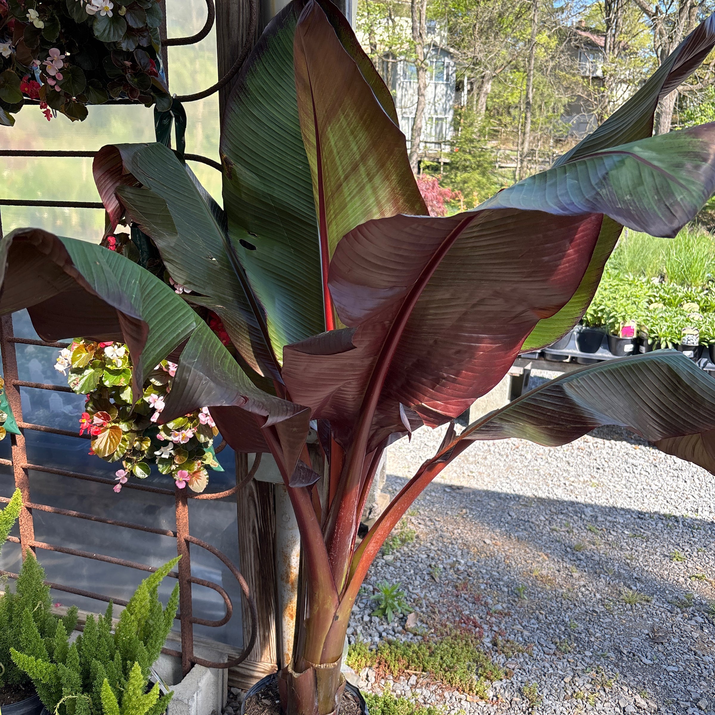 can a yucca cane plant live outside Yucca Cane (Medium) main image 0