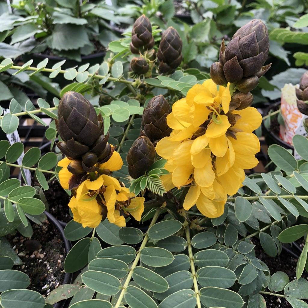 Cassia, Popcorn Plant