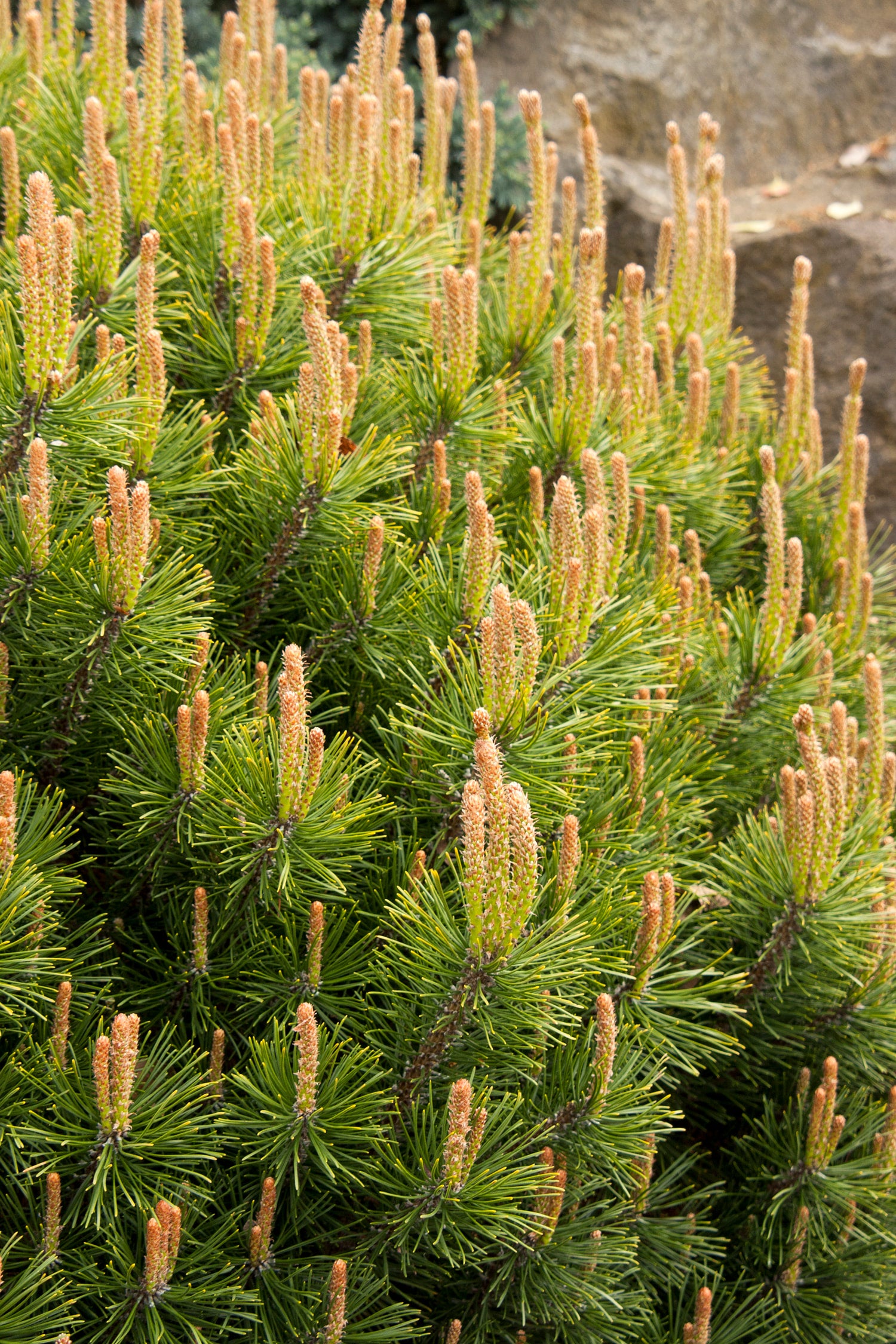 Modern Homestead Mugo Pine