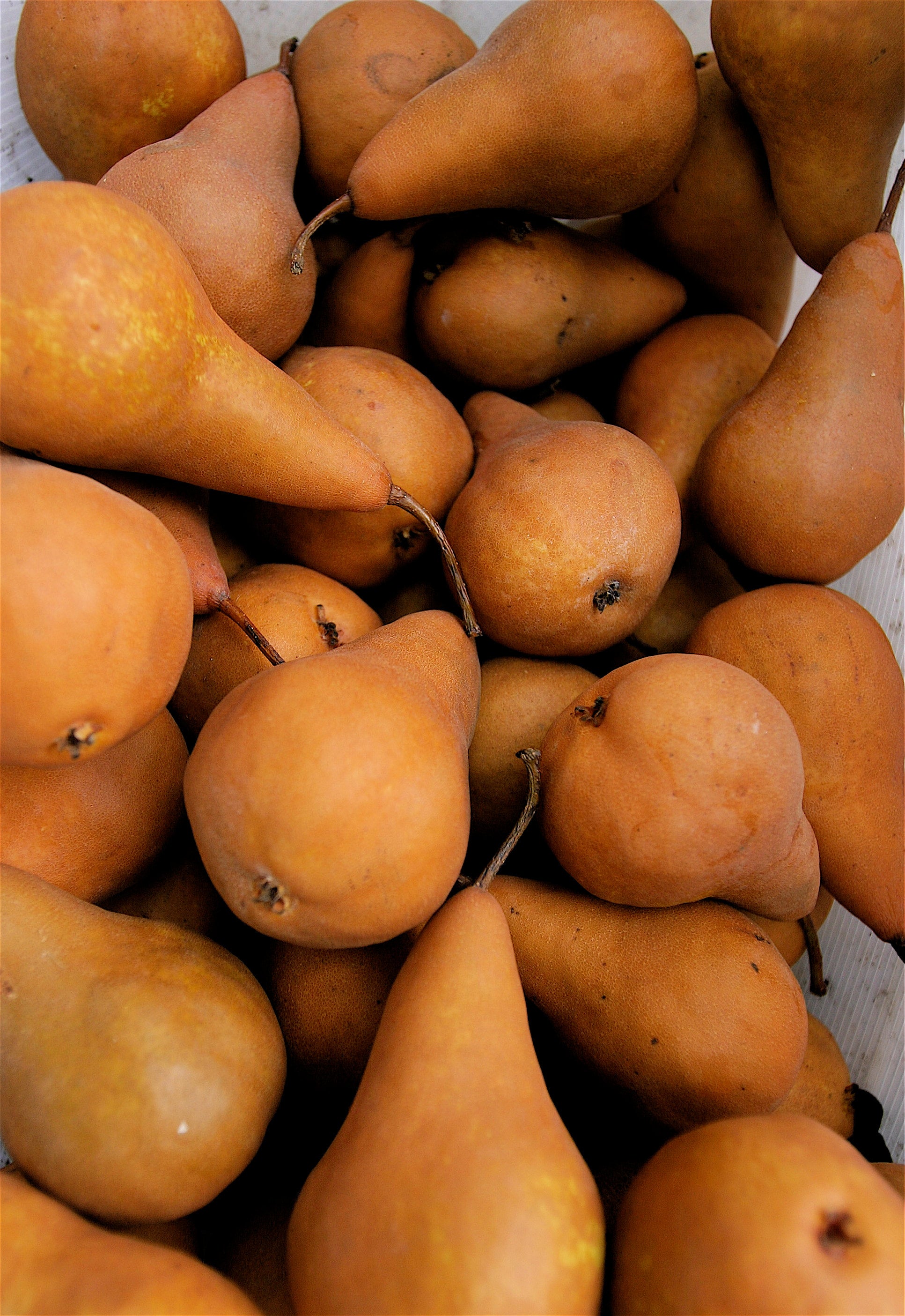 Pears Bosc, Shop