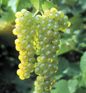 Grape - Marquis Seedless - GMO Free – Plantcetera