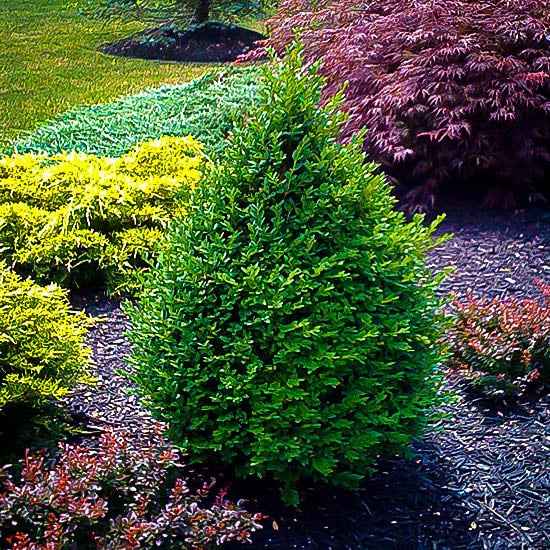 cone green mountain boxwood