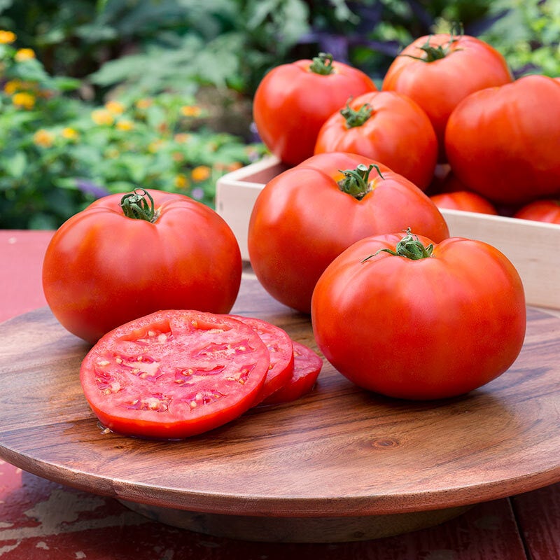 Tomato Better Boy - Buy Tomato - Slicer Edibles Online