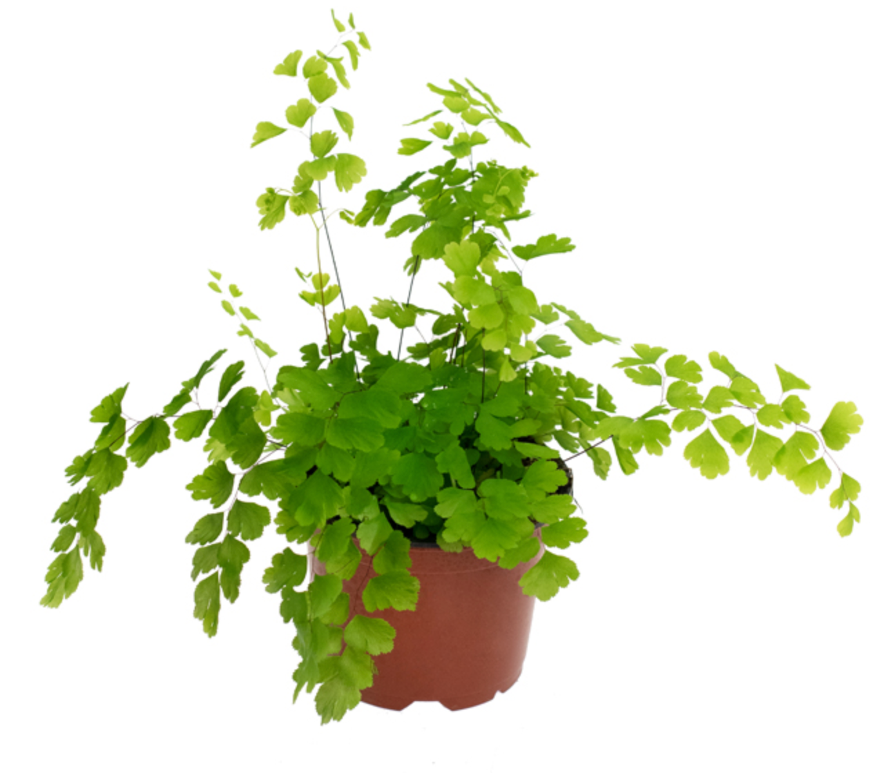 Maidenhair fern modern homestead home garden