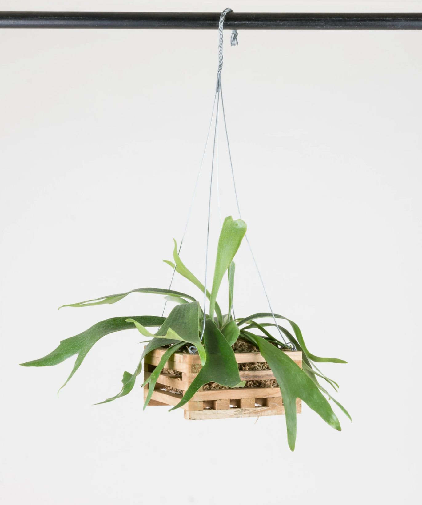 Fern Staghorn in Vanda Box 8in Modern Homestead Home + Garden